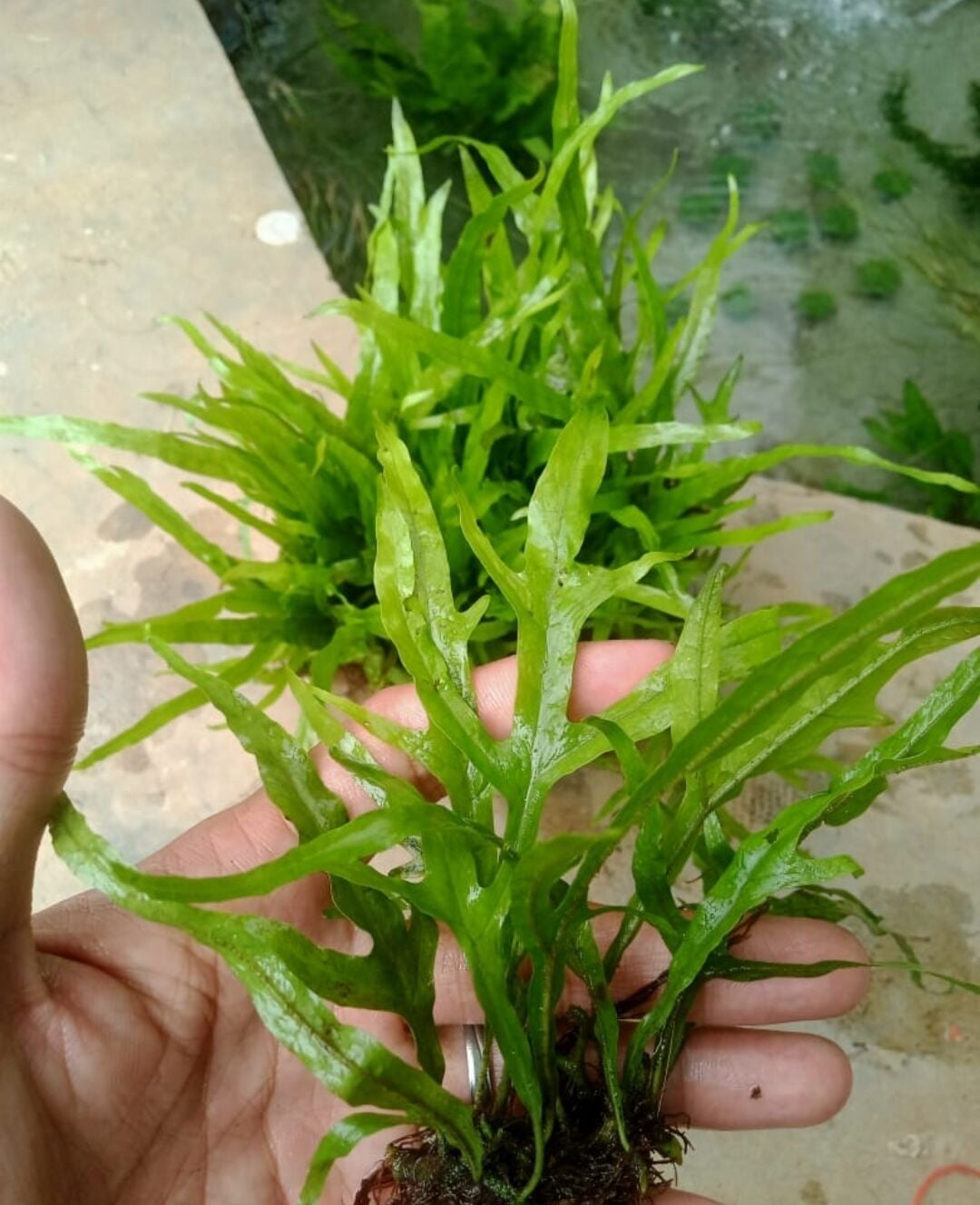 Microsorum pteropus Trident (Trident Fern) 10-15 YAPRAK