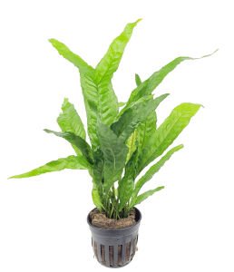 Microsorum pteropus thor's hammer 10-15 YAPRAKLI PORSİYON