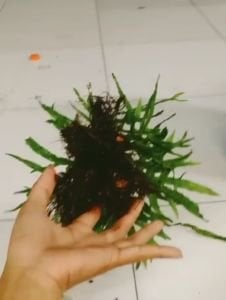 Microsorum pteropus thor's hammer 10-15 YAPRAK