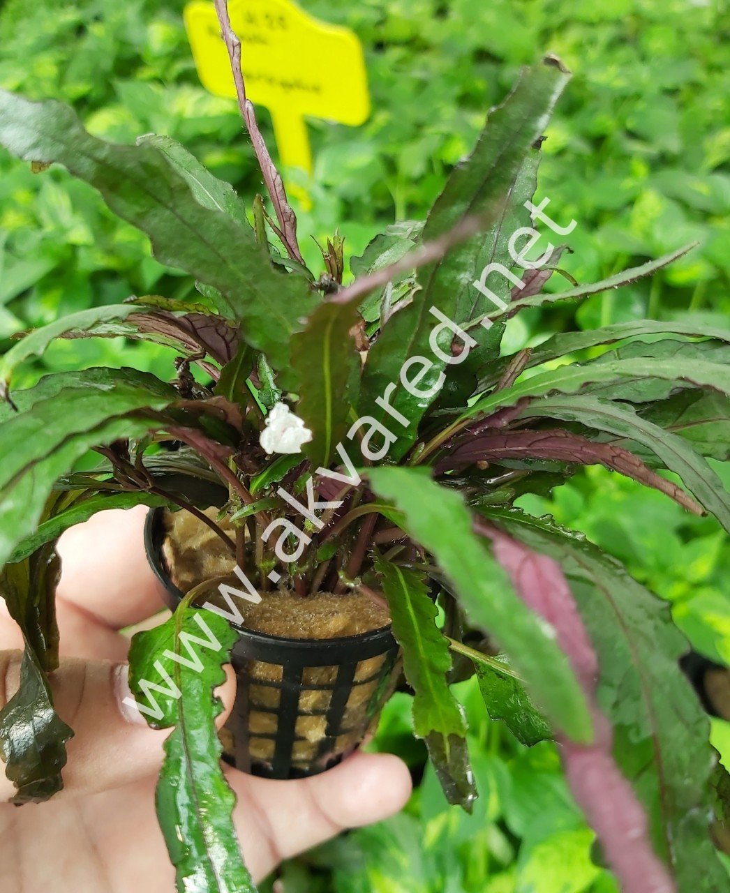 Hemigraphis repanda SAKSI