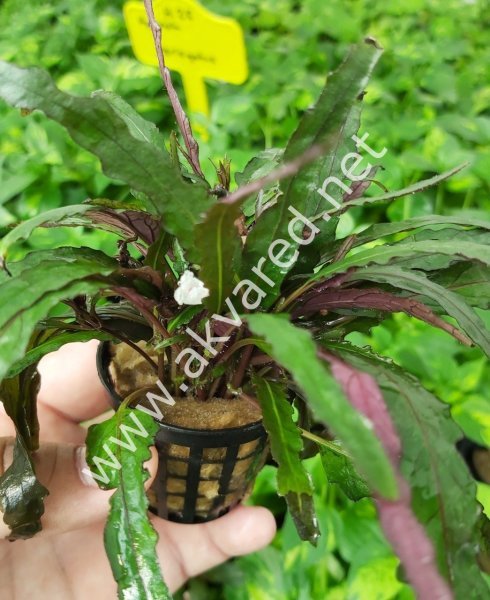 Hemigraphis repanda SAKSI