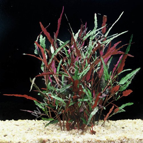 Hemigraphis repanda SAKSI