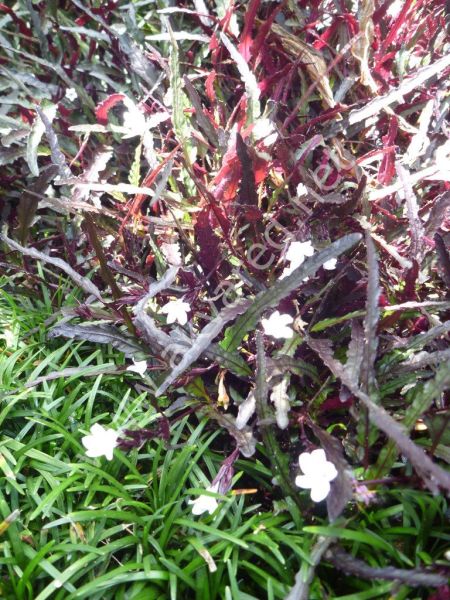 Hemigraphis repanda SAKSI