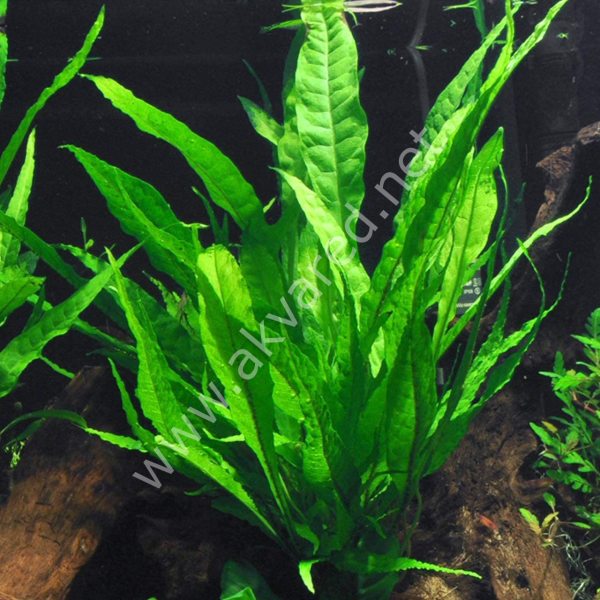 Microsorum pteropus (Java Fern) 250 GRAM