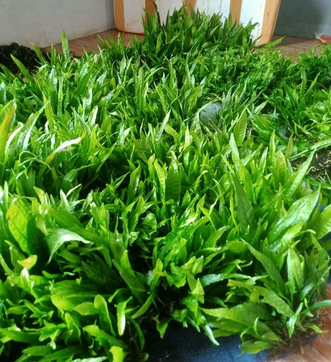 Microsorum pteropus (Java Fern) 250 GRAM