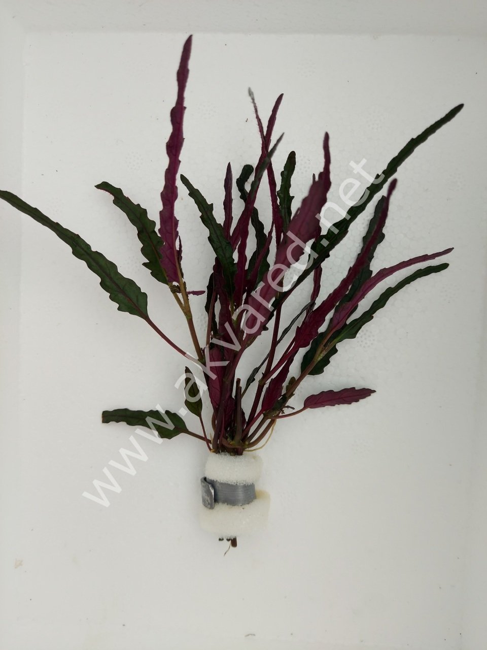 Hemigraphis repanda BUKET