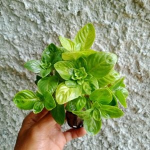 Limnophila rugosa ADET 