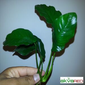 Anubias barteri var. barteri ÖN SİPARİŞ