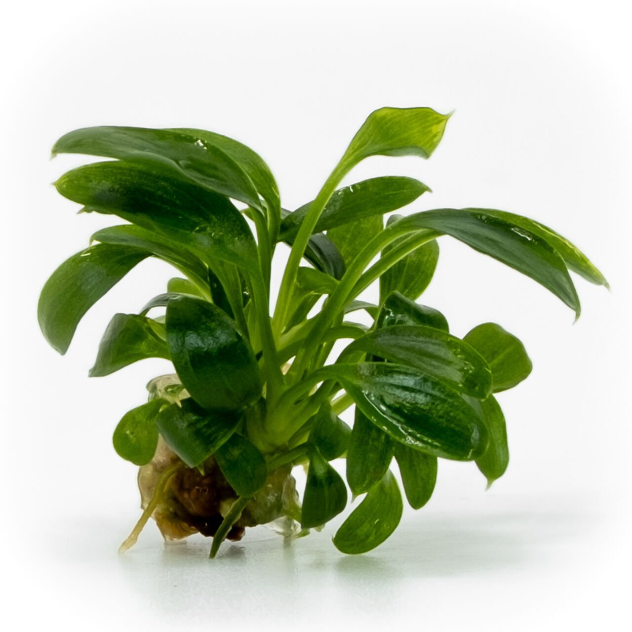 Homalomena sekadau south EXVITRO