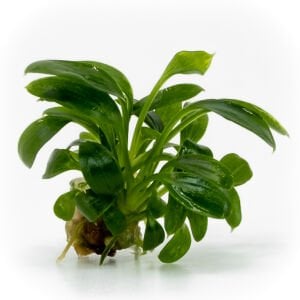 Homalomena sekadau south EXVITRO