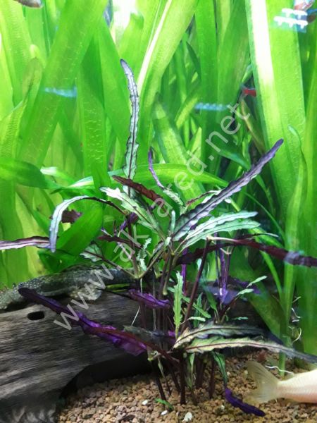 Hemigraphis repanda ADET