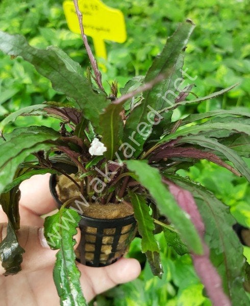Hemigraphis repanda ADET