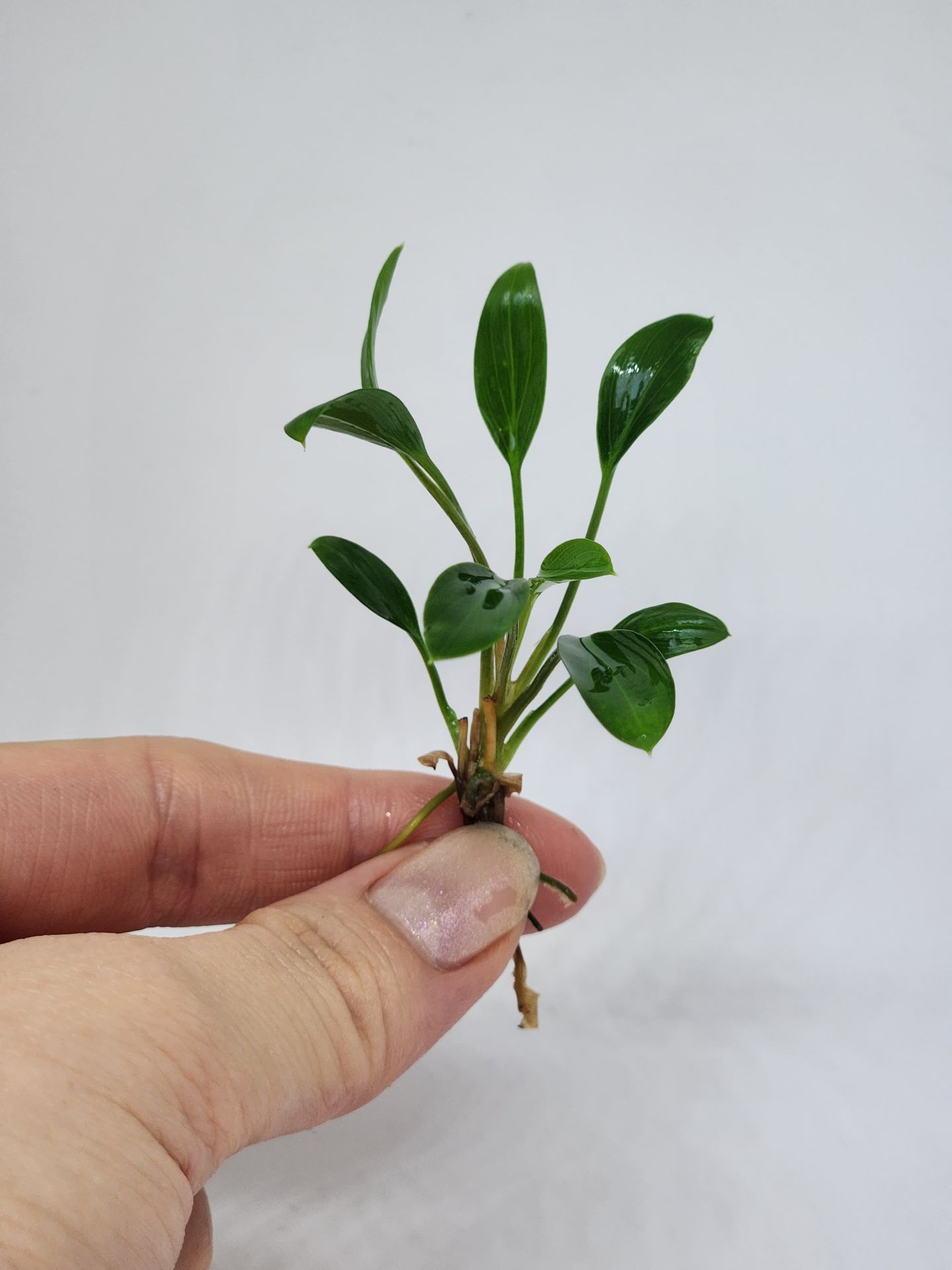 Homalomena sekadau south EXVITRO