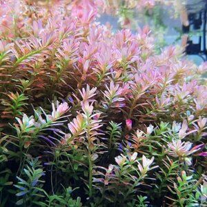 Rotala fujian BUKET