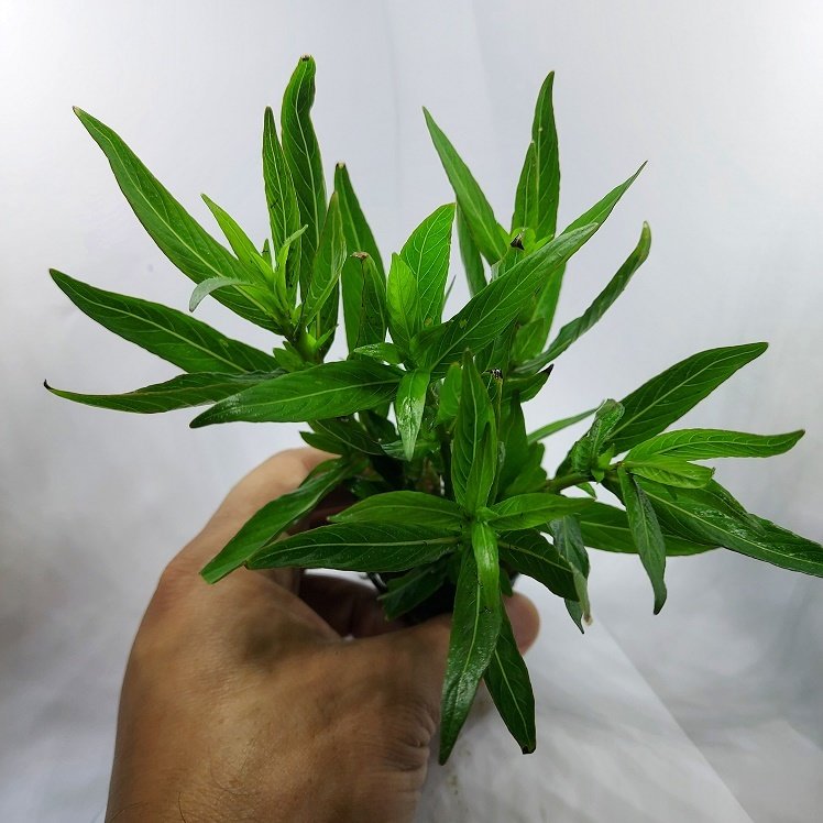 Hygrophila parawitota BUKET