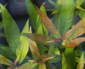 Hygrophila parawitota BUKET