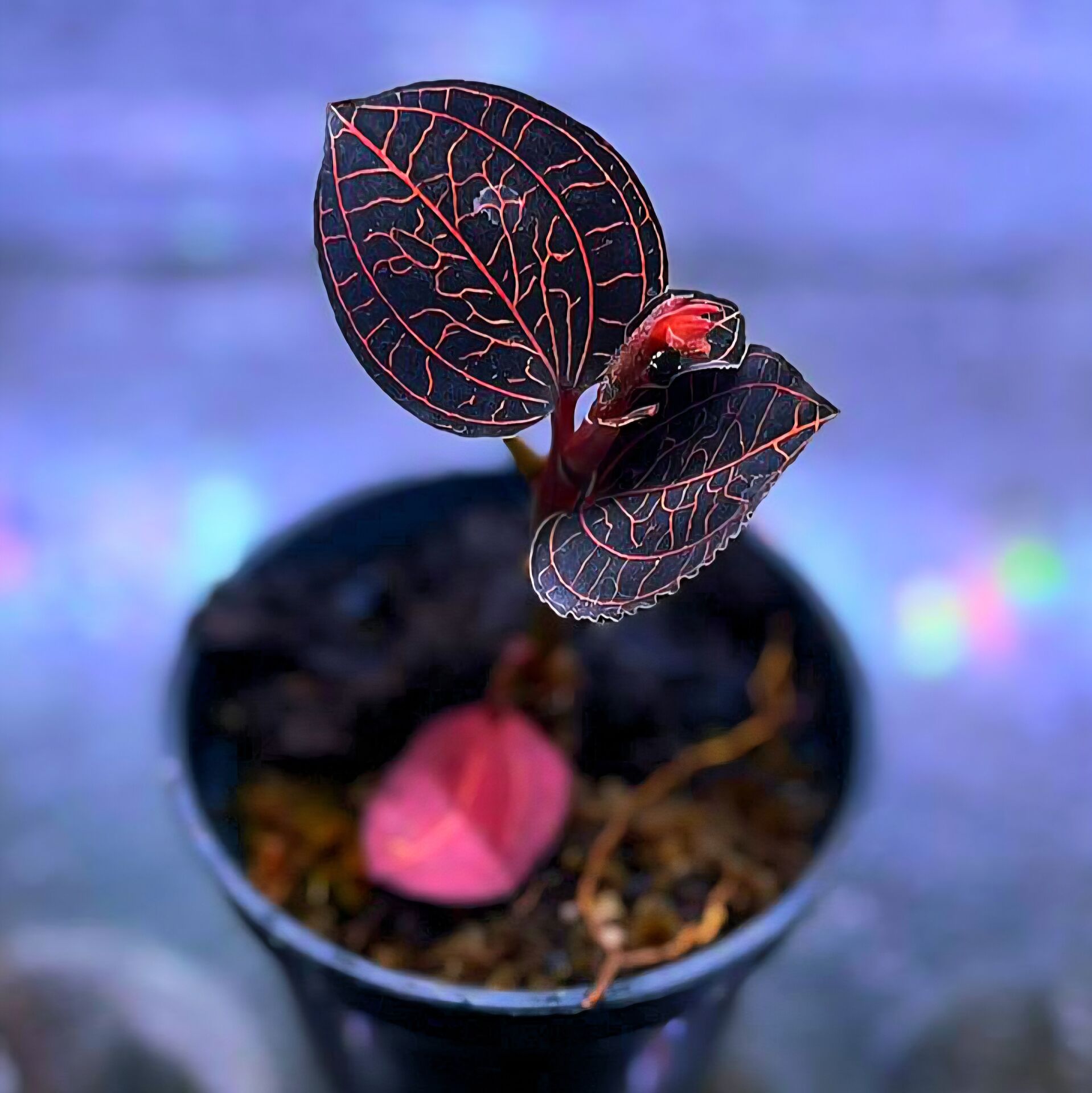 Jewel Orchid (Macodes dark petola)