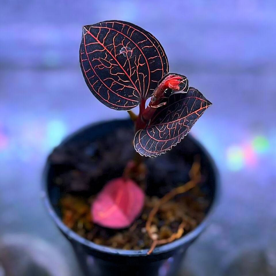 Jewel Orchid (Macodes dark petola) 