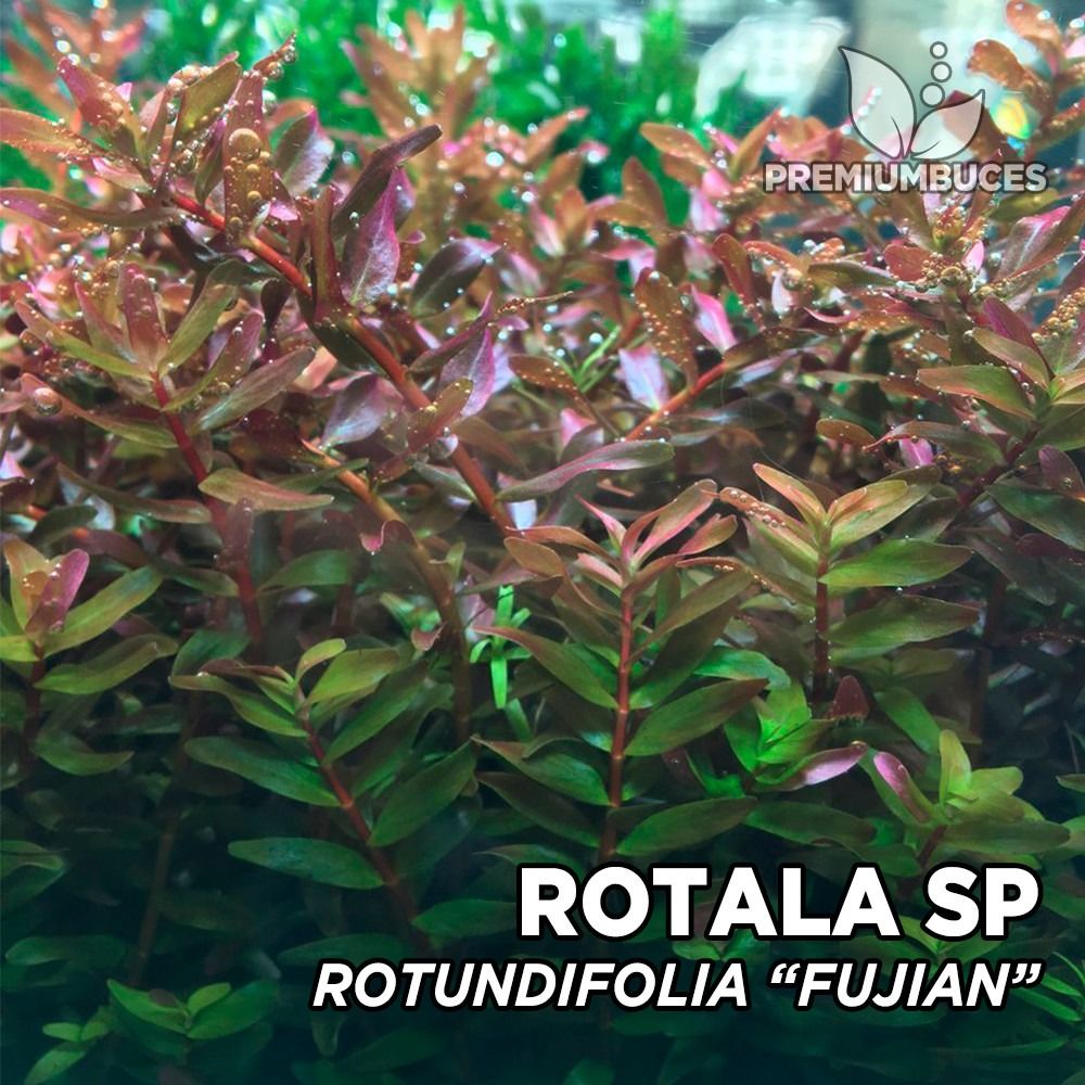 Rotala fujian BUKET