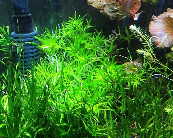 Heteranthera zosterifolia SAKSI