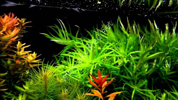 Heteranthera zosterifolia SAKSI