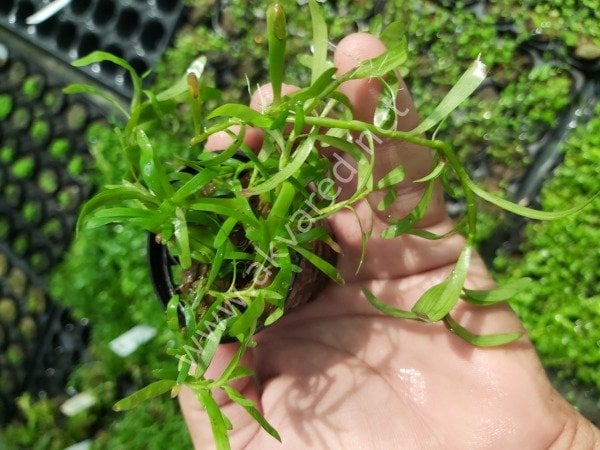 Heteranthera zosterifolia SAKSI