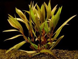 Hygrophila angustifolia rubra IN VITRO CUP