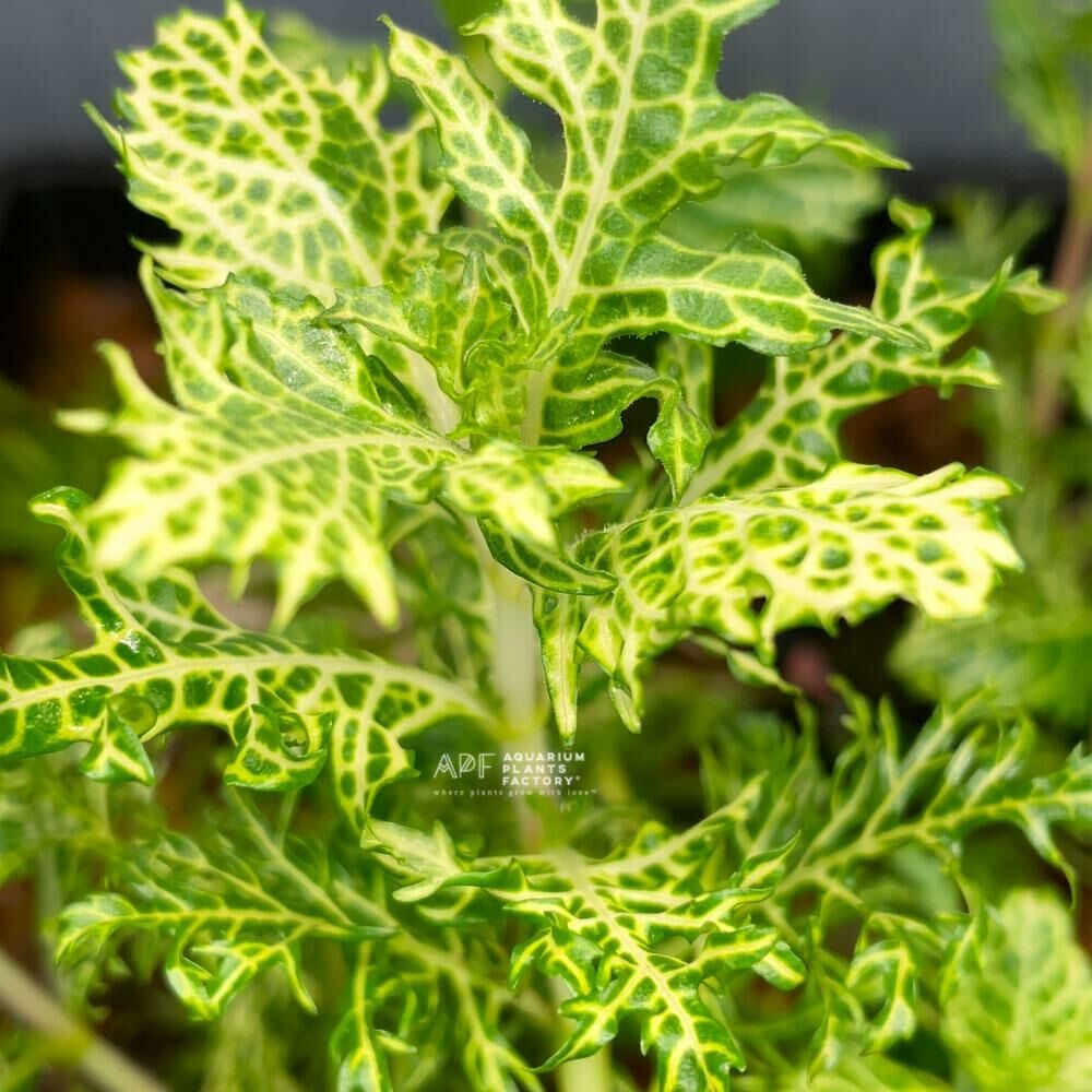 Hygrophila difformis Variegated BUKET