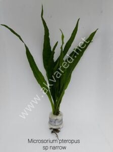 Microsorum pteropus sp narrow Büyük boy (Narrow Fern) ADET