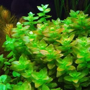 Bacopa amplexicaulis  Premium POT