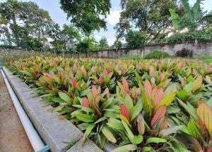 Echinodorus miracle ADET