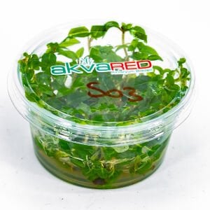 Staurogyne porto velho IN VITRO CUP