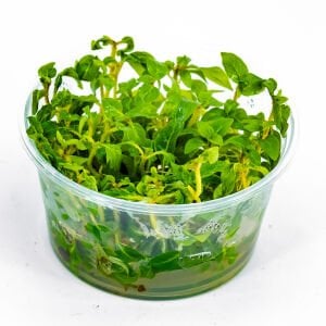 Staurogyne porto velho IN VITRO CUP