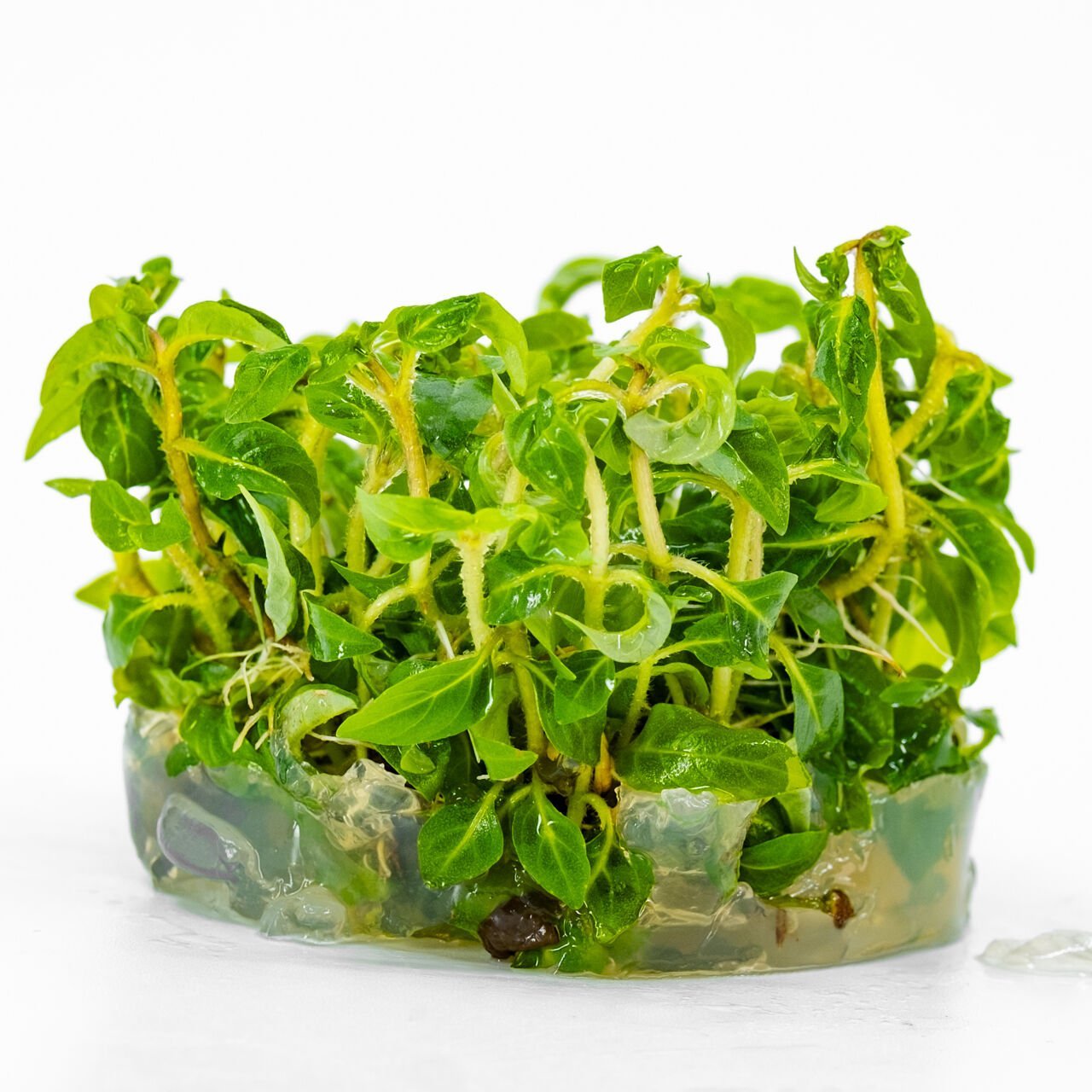 Staurogyne porto velho IN VITRO CUP