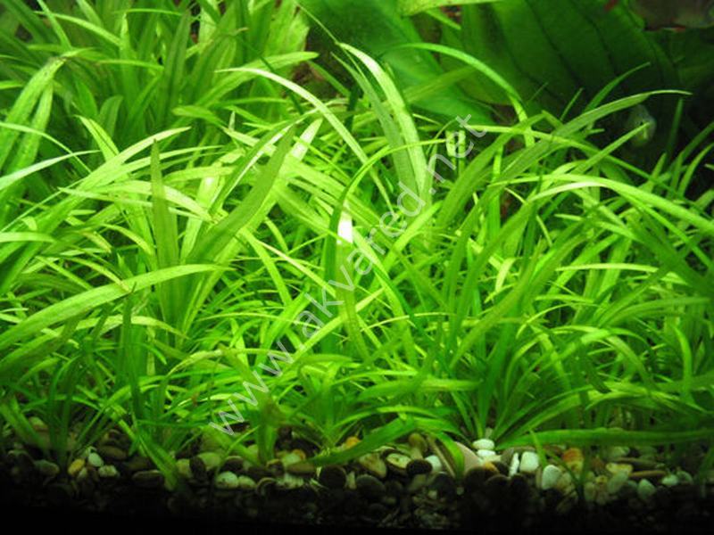 Echinodorus tenellus BUKET
