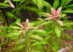 Hygrophila rosanervis  Premium POT