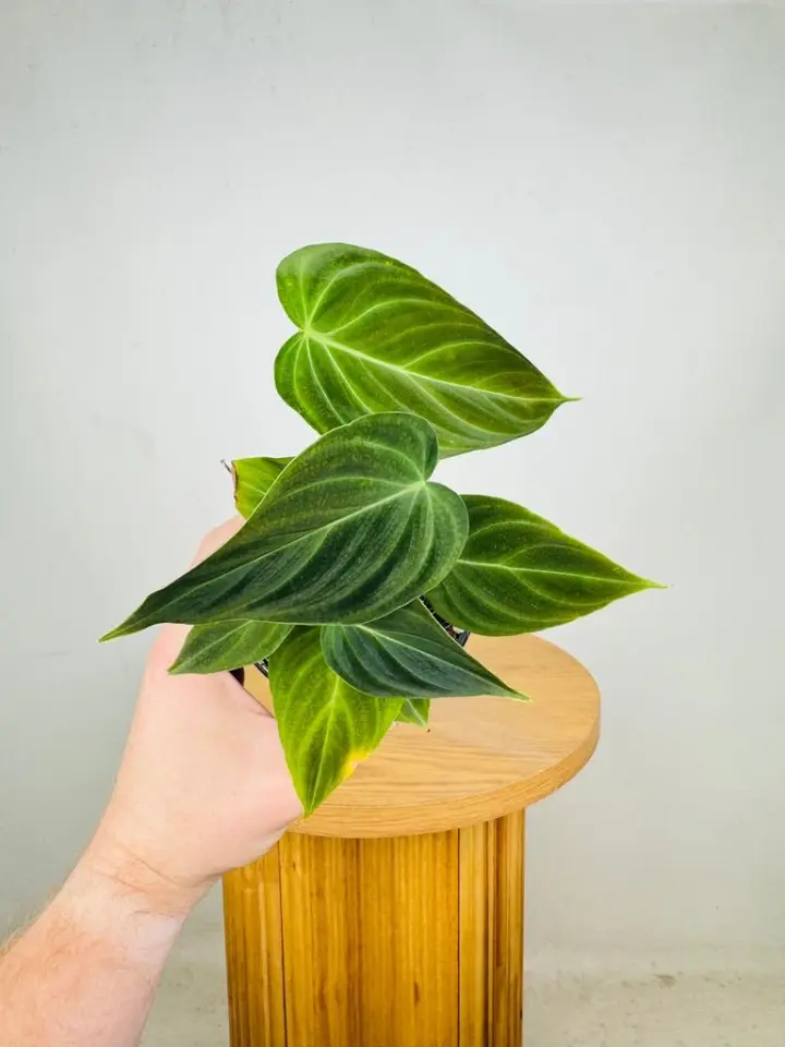 Philodendron splendid (Melano x Verrucosum)