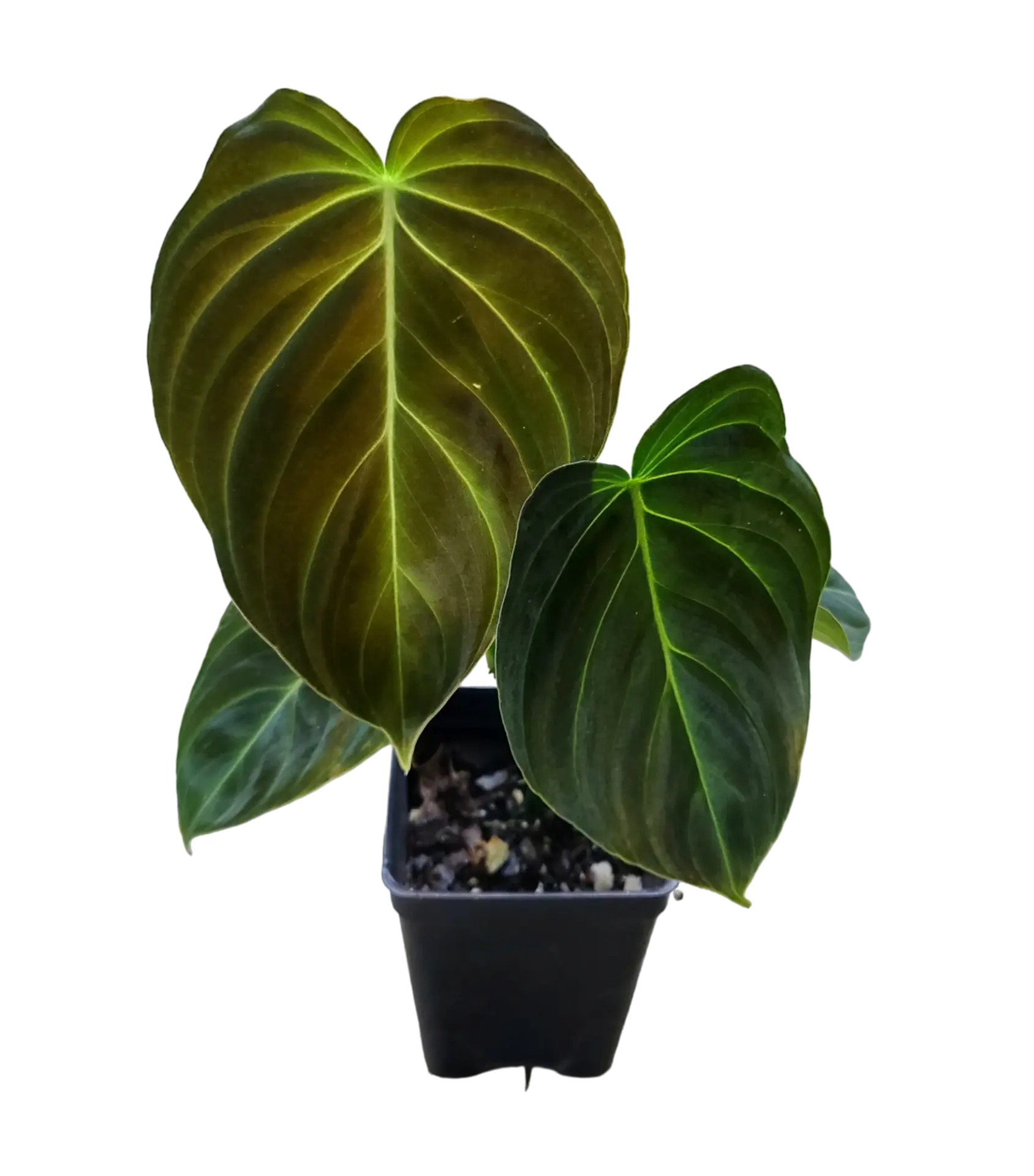 Philodendron splendid (Melano x Verrucosum)