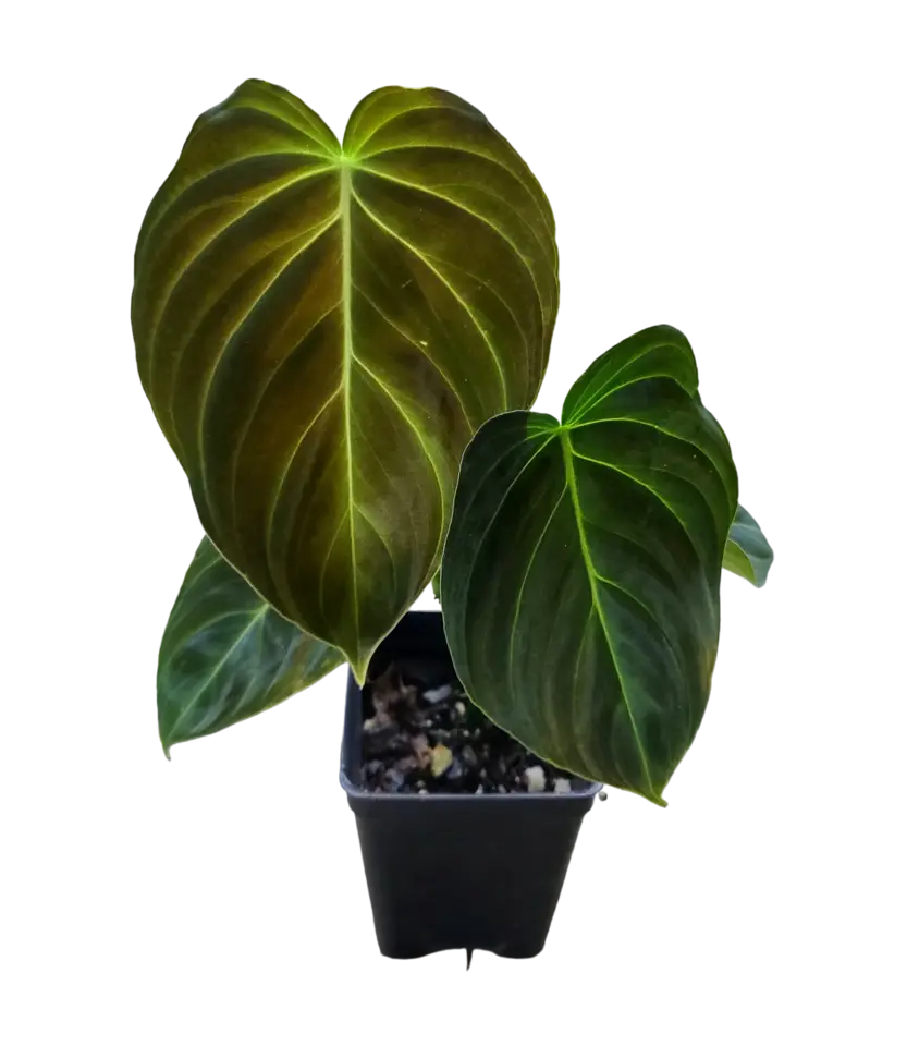 Philodendron splendid (Melano x Verrucosum)