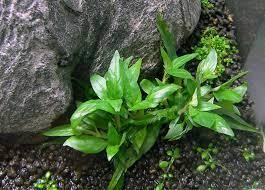 Staurogyne porto velho IN VITRO CUP