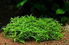 Staurogyne porto velho IN VITRO CUP