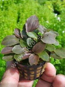 Lagenandra meeboldii red round  Premium POT