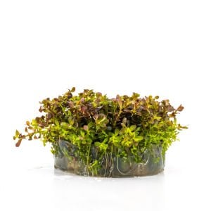 Rotala macrandra mini pink IN VITRO