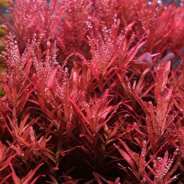 Rotala rotundifolia reddish BUKET