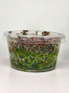 Rotala macrandra mini pink IN VITRO CUP