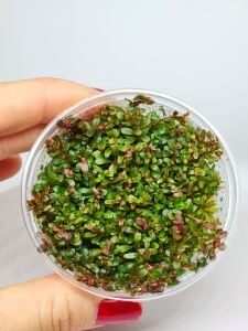 Rotala macrandra mini pink IN VITRO CUP