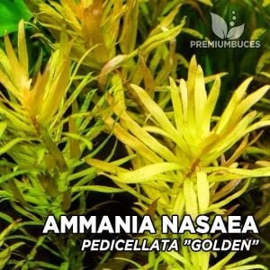 Ammannia/Nesea pedicellata golden İTHAL BUKET