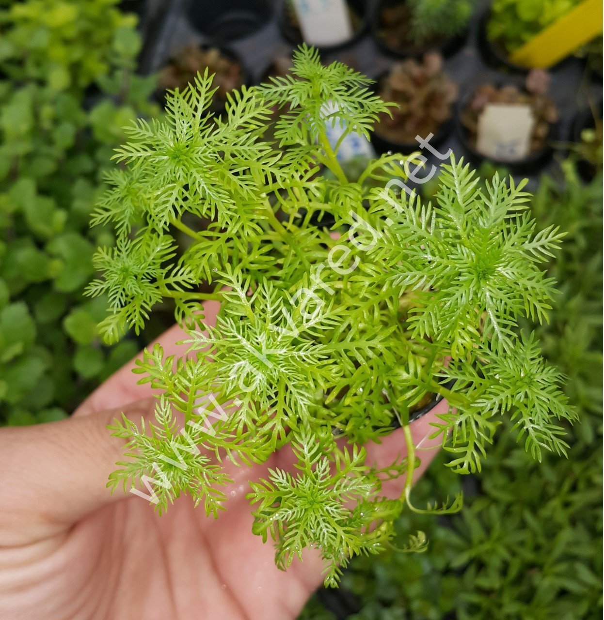 Hottonia palustris SAKSI
