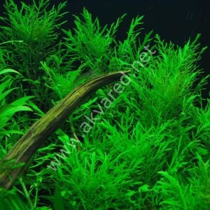 Hygrophila difformis (Çınar)  Premium POT