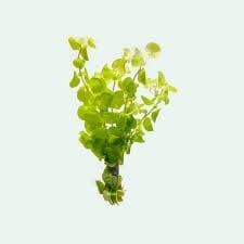 Marsilea hirsuta BUKET